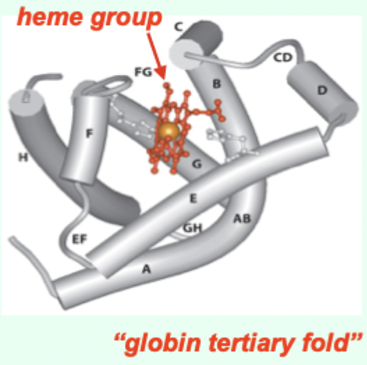 <p>Aids O<sub>2</sub> transport through tissue.</p>