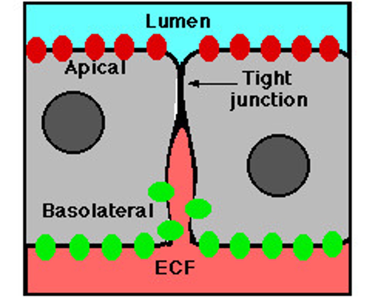 <p>Membranes of neighboring cells are pressed together, preventing leakage of extracellular fluid</p><p>no extracellular space between cells (ions and water can still pass through); band around the entire cell, creating the apical (lumen-facing) surface and basal surface, forcing substances to move one-way through the cell (e.g. glucose moving through small intestine epithelial cells)</p>
