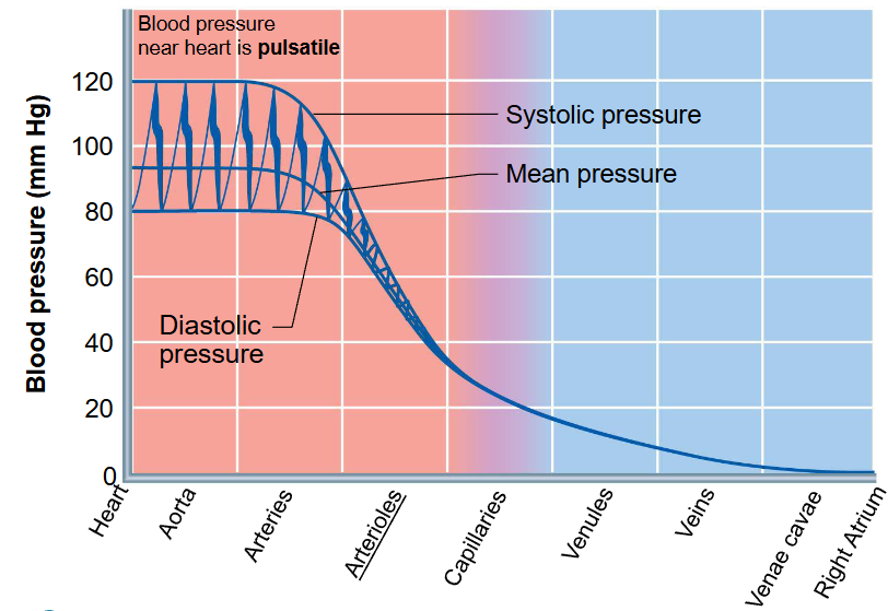 <p>blood is driven through the body by a pump through a closed circuit under pressure</p><p>nearer the pump, the greater the pressure</p><p>pumping action of the heart generates blood flow, while pressure is established from resistances</p><p>greatest pressure to least pressure:</p><ul><li><p>heart → aorta → arteries → arterioles → capillaries → venules → veins → venae cavae → right atrium&nbsp;</p></li></ul><p></p>