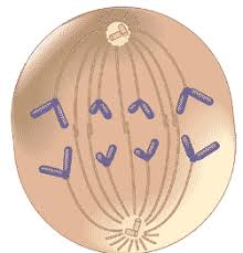 <p>Which phase of meiosis is represented above?</p>