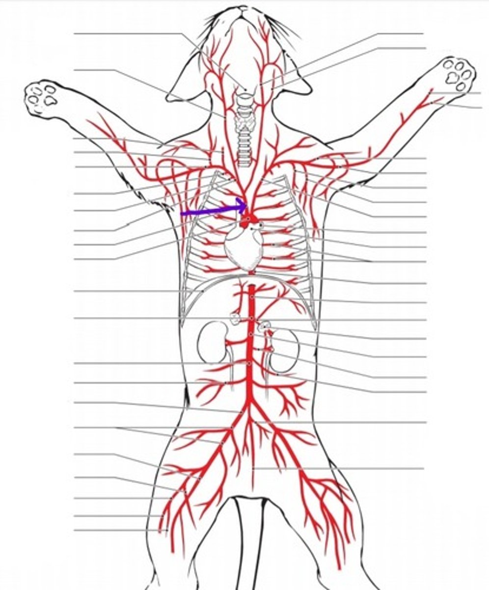 <p>identify the artery</p>