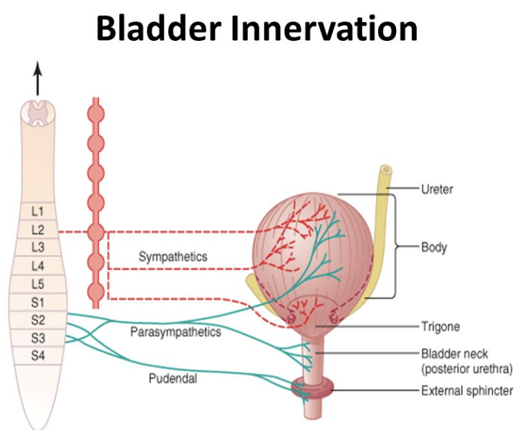<ul><li><p>occur when both divisions <strong>produce different effects</strong> that <strong>work together to promote a single action</strong>  </p></li></ul><p>Ex: </p><p>Urination: parasympathetic division aids in urinary bladder contraction; sympathetic helps bladder muscle tone to control urination reflex (triggered when the bladder fills with urine)</p>
