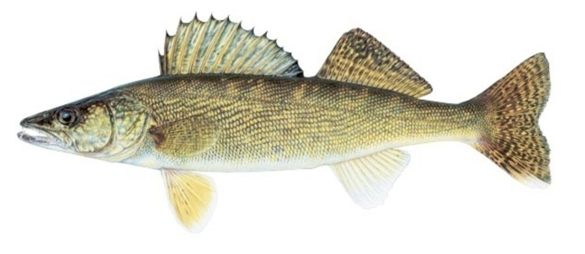 <p>percidae</p>
