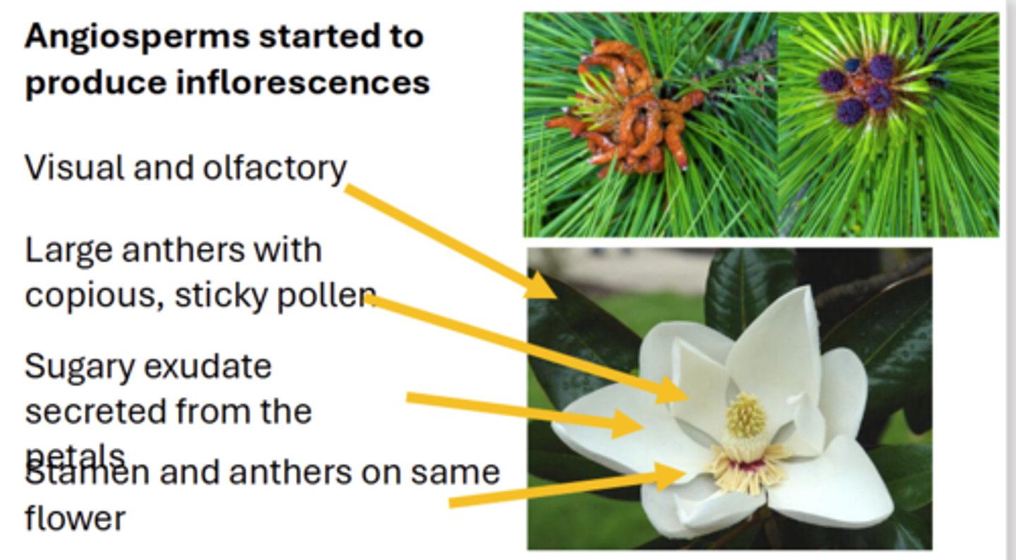 <p>Angiosperms started to produce inflorescences</p><p>- Visual and olfactory</p><p>- Stamen and anthers on same flower</p><p>-Large anthers with copious, sticky pollen</p><p>- Sugary exudate secreted from the petals</p>