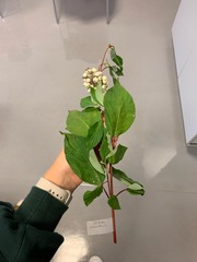 Cornus alba
