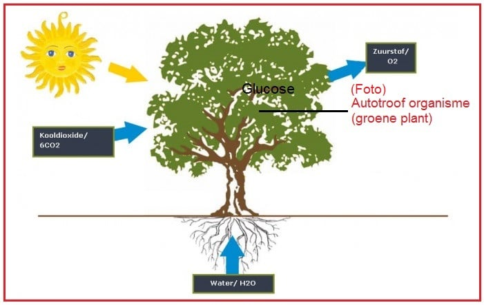 <p>Autotrofen die licht gebruiken als energiebron (bv. planten via fotosynthese).</p>