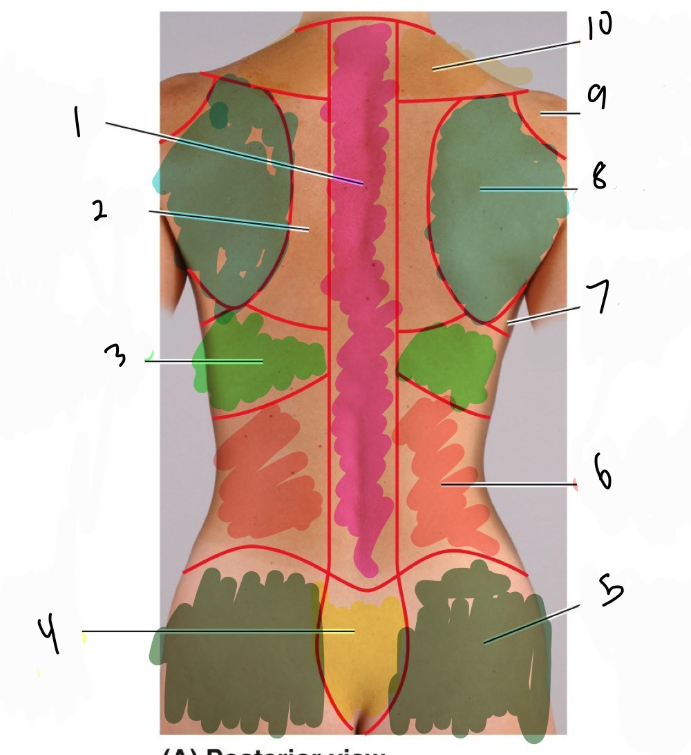 <p>Name 1-10 the regions of the back</p>