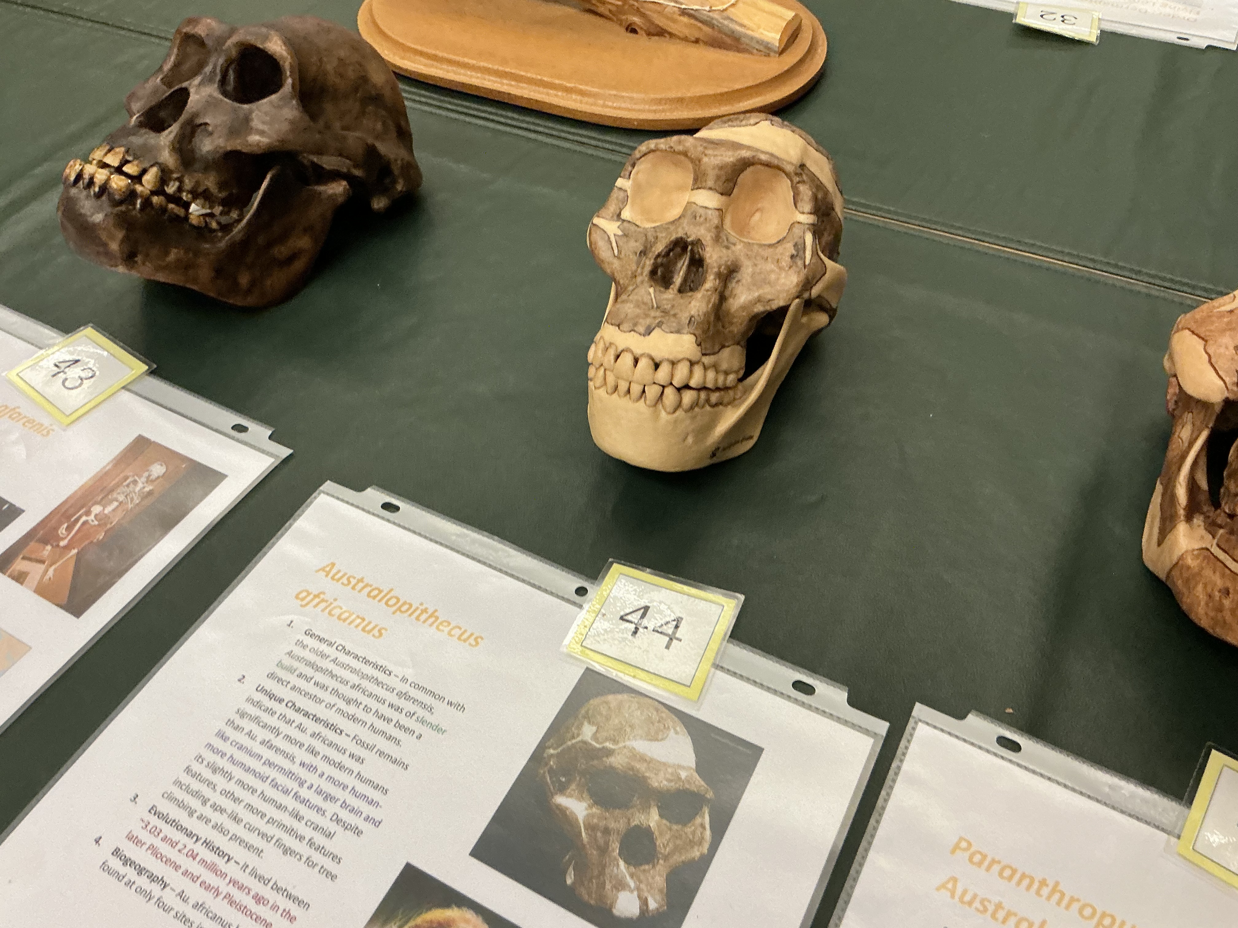 <p>When did Australopithecus africanus appear? How are they similar to a. afarenis? Fossils from where?</p>