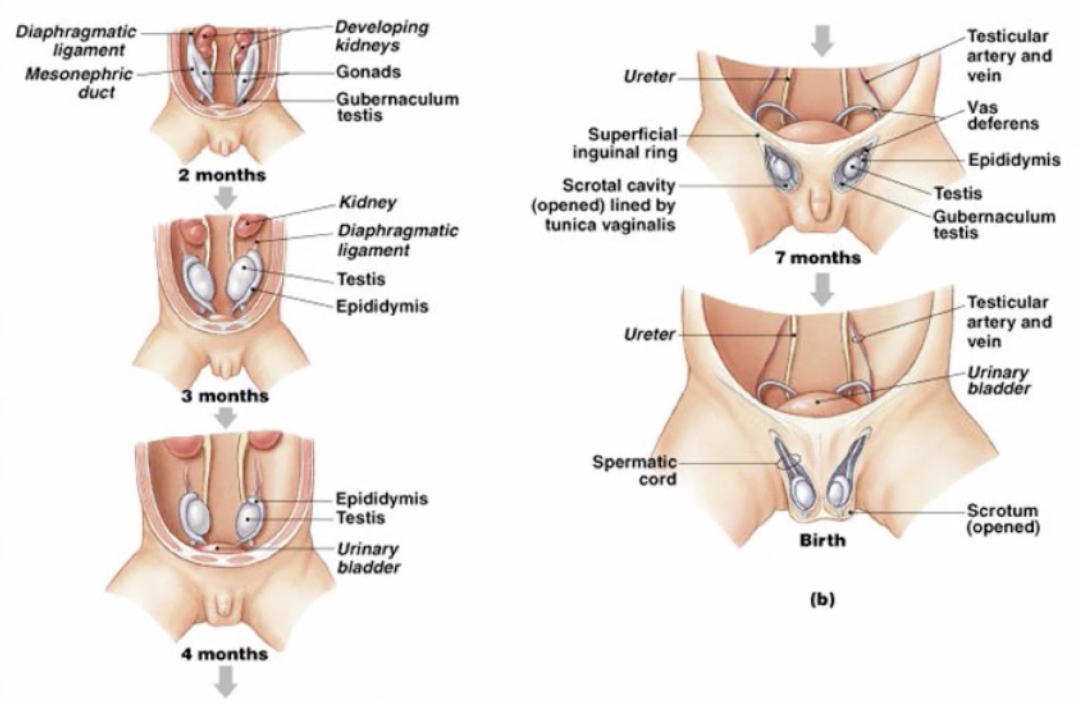 <p><span style="font-family: Arial, sans-serif;"><span>-initially formed inside of body cavity</span></span></p><p><span><span>-during development, testes move inferiorly thru body wall</span></span></p>