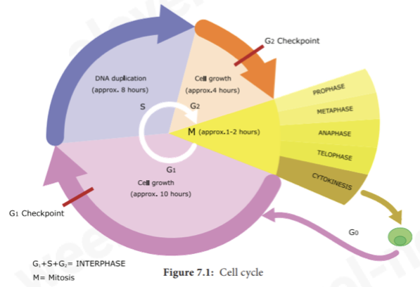 <p><span>Nuclear division that produces 2 genetically identical daughter cells.</span></p>