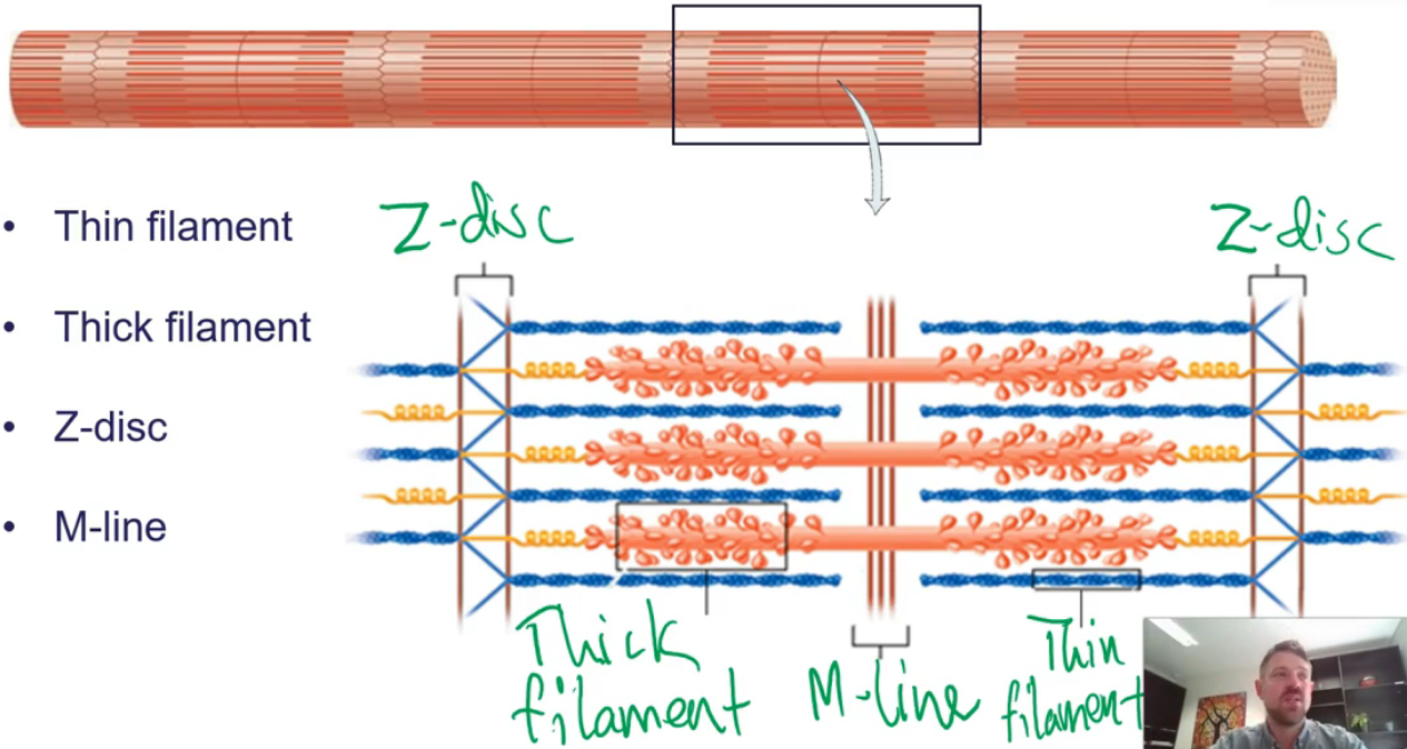 <ul><li><p>Each <strong>cylindrical myofibril</strong> contains lots of <strong>small protein filaments</strong>, with the two primary filaments being the <strong>thick filament</strong> and the <strong>thin filament</strong></p></li><li><p>These filaments (and other myofibril elements) are arranged into repeating subunits called <strong>sarcomeres</strong></p></li><li><p>It is the <strong>overlapping and non-overlapping parts of these filaments</strong> within a sarcomere that create the <strong>striated appearance</strong> of skeletal muscle tissue</p></li><li><p>Each sarcomere is separated from its neighbours by <strong>narrow plates of dense protein material</strong> called <strong>Z-discs</strong></p></li><li><p>There is another <strong>protein plate in the centre of the sarcomere</strong> called the <strong>M-line</strong></p></li><li><p>The <strong>thin filaments</strong> are attached to the <strong>Z-disc</strong>, and the <strong>thick filaments</strong> are attached to the <strong>M-line</strong></p></li></ul><p></p>