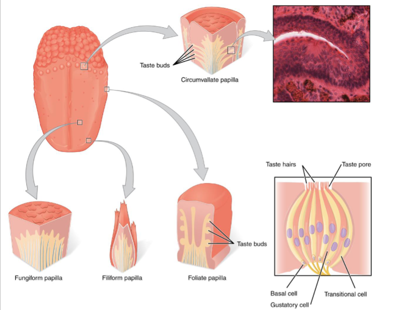 <ul><li><p>circumvallate/ vallate papillae- largest of the papillae</p><ul><li><p>located at the very back of the tongue and form a “V” shape</p></li></ul></li><li><p>fungiform papillae- large bumps on the tongue</p></li><li><p>filiform papilla- smallest papillae</p><ul><li><p>when they get excessively long, a person is said to have a “hairy tongue” </p></li><li><p>people are instructed to scrub tongue with a toothbrush to wear papillae down</p></li></ul></li></ul><p>Circumvallate, fungiform, and foliate papillae are associated with taste buds. Filiform are not</p><ul><li><p>foliate papillae- posterior, lateral border of tongue is irregularly shaped in children</p><ul><li><p>looks like edge of a leaf</p></li><li><p>as person gets older, tongue flattens and broadens, and this surface disappears</p></li></ul></li></ul><p></p>