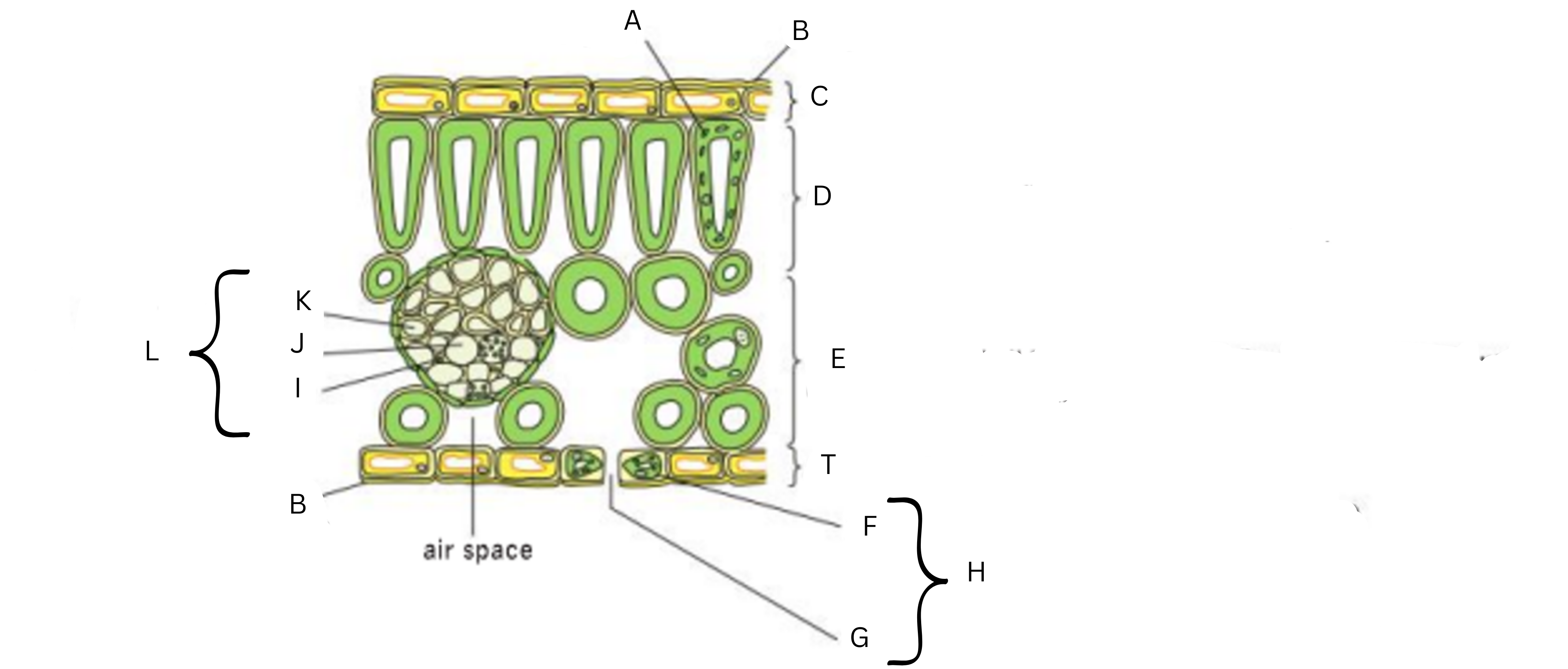 <ul><li><p>Label this diagram (13)</p></li></ul>