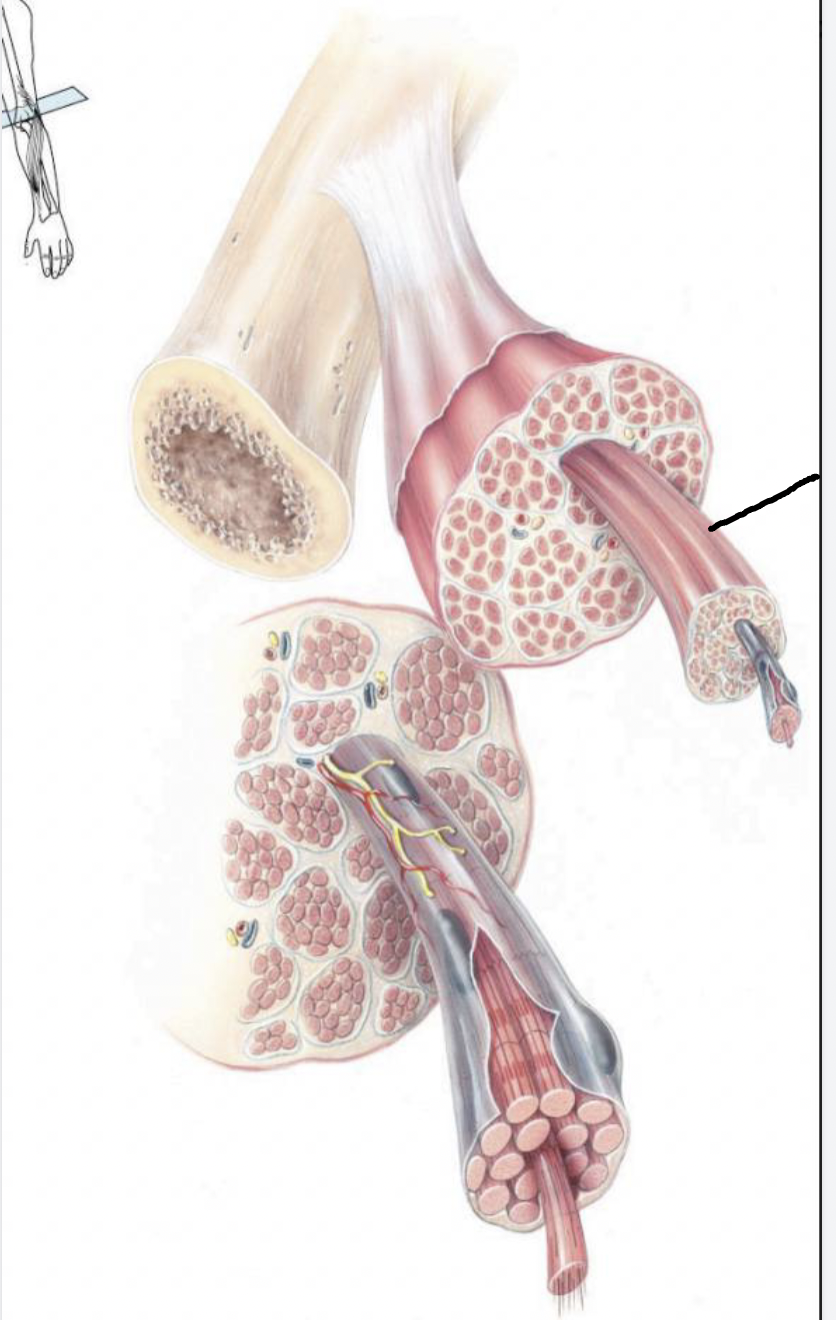 <p>what muscle feature is this?!</p>