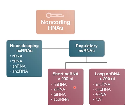 <p>classified on function and size</p><p></p><p>housekeeping ncRNAs:</p><ul><li><p> sometimes called structural ncRNAs or functional ncRNAs tend to plau functional roles in cellular processes (translation and splicing)</p></li></ul><p></p><p>Regulatory ncRNAs:</p><ul><li><p>regukate cellular processes (transcription, gene expression, splicing, translation)</p></li><li><p>broken into 2 categories based on size</p><ul><li><p>small ncRNA (&lt;200 nt)</p></li><li><p>long ncRNA(&gt;200 nt)</p></li></ul></li></ul><p></p><p></p>