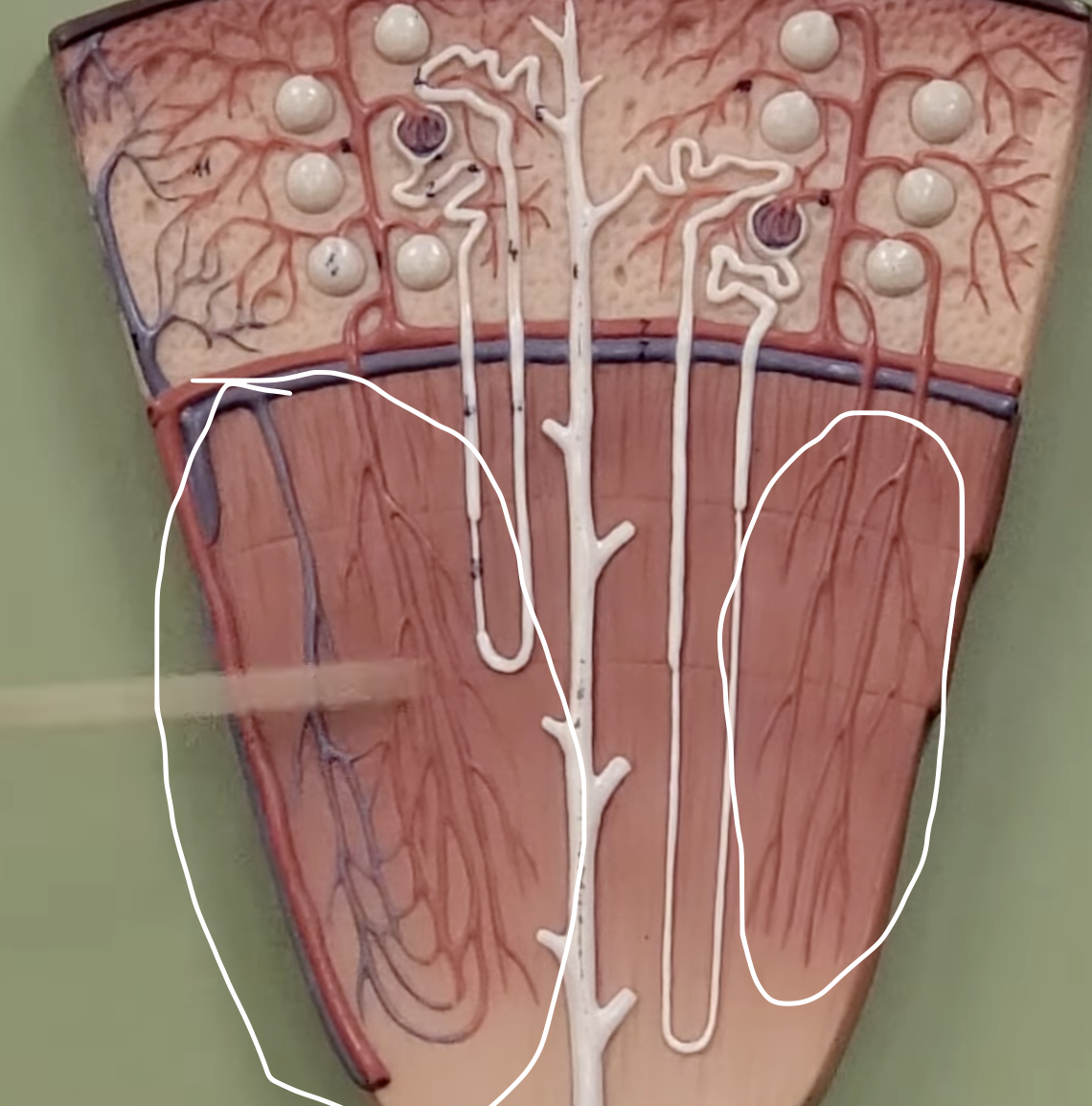 <p>capillary beds that are formed near the bottom of the nephron model around the loop of henle</p>