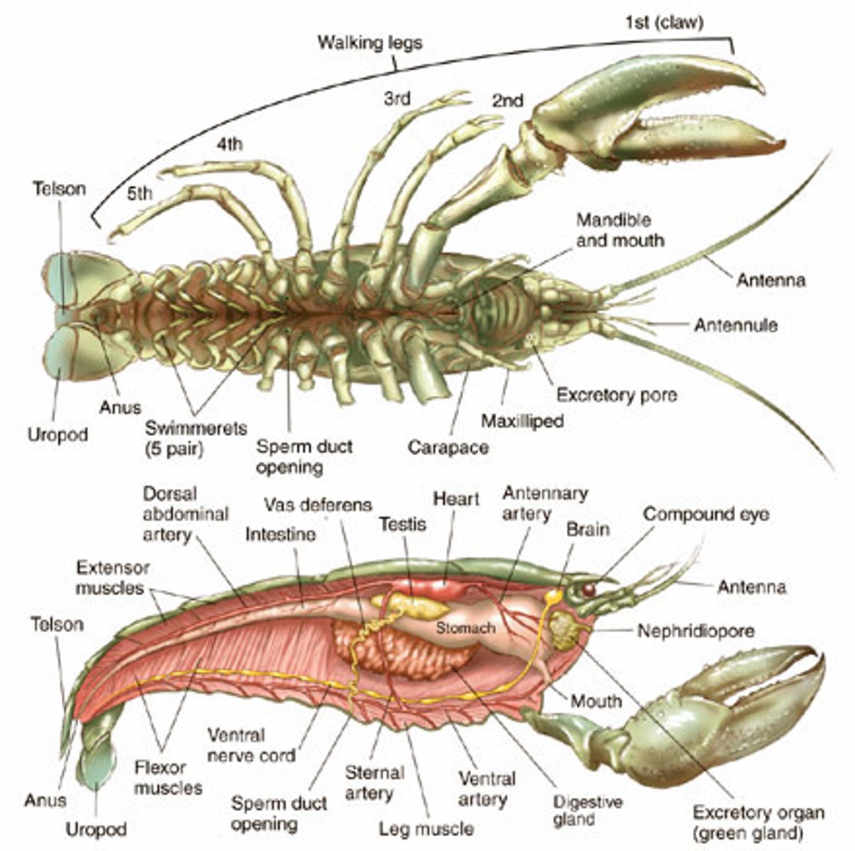 <p>-gastric mill: hard structure that grinds food</p><p>-green glands: excretory organs in head</p><p>"vein" actually intestine</p><p>-crayfish hemolymph blood carried away from heart by arteries and then enters body tissues.</p>