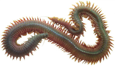 <p>How are Nereis (ragworm) adapted for gas exchange in water?</p>