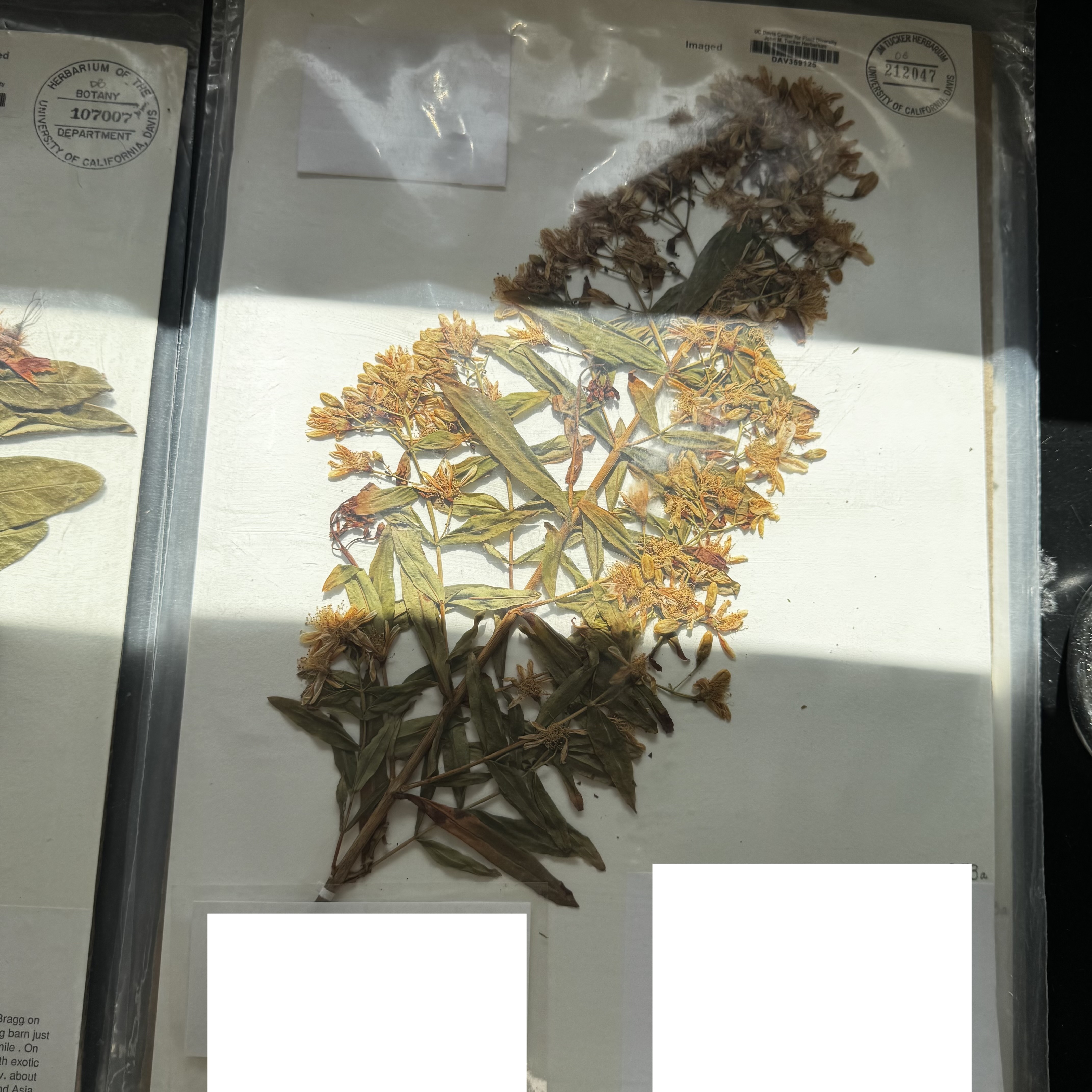 <p>What order, family, and genus?</p>