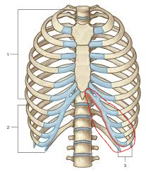 <p>Ribs (Axial Skeleton)</p>