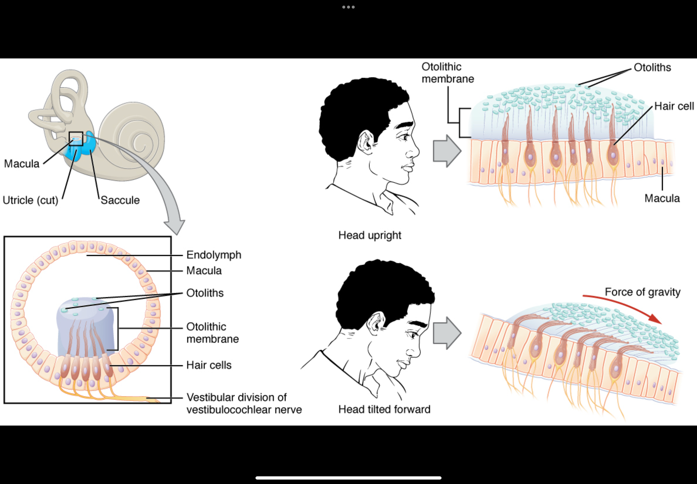 <p>How do otolith organs detect linear acceleration?</p>