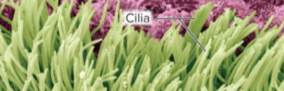 <p>Ciliated cells</p>