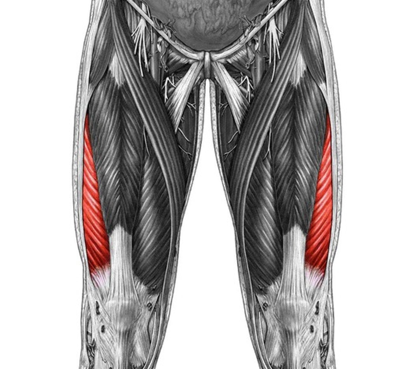 <p>linea aspera</p><p>patella</p><p>knee extension</p>