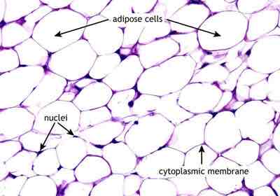 <p>A type of connective tissue that stores fat and provides insulation and cushioning.</p>