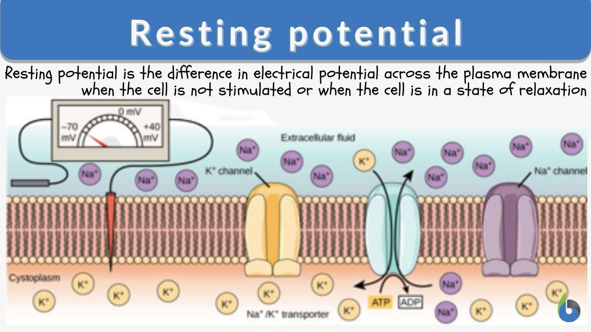 <p>the stable, negatively charged electrical state of a cell's membrane when it is not stimulated or undergoing activity</p><p>-70mV (inside is negative) </p><p>Forces acting on ions: electrical and [ ] gradient </p><p>Sodium-potassium pump (pumps 3Na+ out, K+ in, and requires energy) </p>