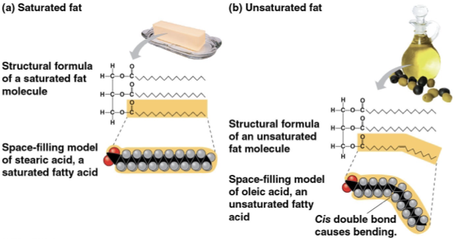 <p>saturated fatty acids- maximum number of hydrogen atoms possible and no double bonds </p><p>unsaturated fatty acids- one or more double bonds </p><p>saturated fats- solid at room temperature/ animal fats </p><p>unsaturated fats/ oil- liquid at room temperature/ plant and fish fats </p>