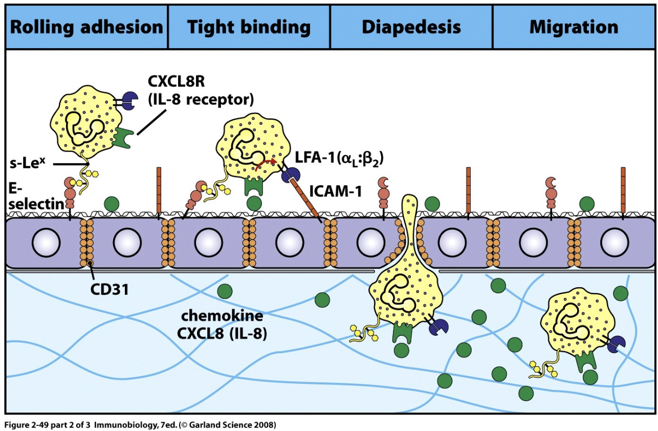 <ul><li><p>Rolling adhesion</p></li><li><p>Tight binding</p></li><li><p>Diapedesis (squeezing between endothelial cells)</p></li><li><p>Migration along chemokine gradient</p></li></ul><p></p>