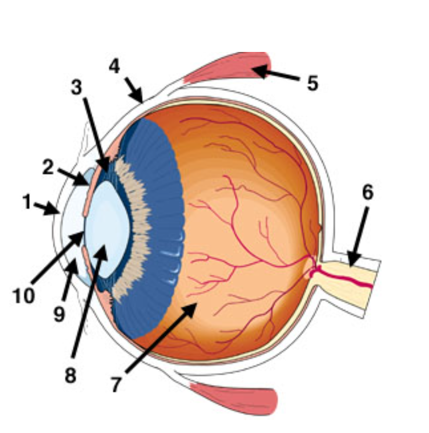 <p>What is 1 Pointing to?</p>