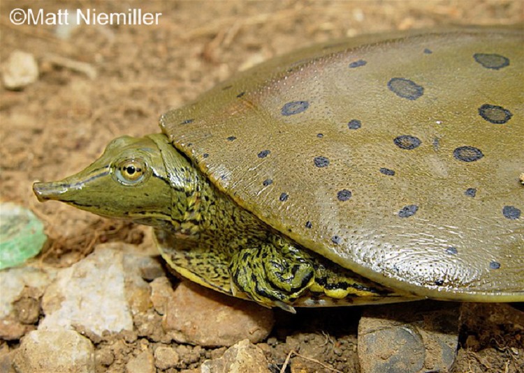 <p><span>A round, flattened aquatic turtle (males 5.0 to 9.25; females 7.0 to 17.0 inches in length) with a long, tubular snout.&nbsp; The brown-to-olive-gray carapace (upper shell) feels like sandpaper and has small spines on the front edge.&nbsp; Young females and males have distinct black dots and circles on the carapace, while adult females have brown or gray blotches.&nbsp; Limbs are strongly spotted and a light stripe, with a dark, thin border, extends from the eye down each side of the neck.&nbsp; Plastron is cream-colored with no markings. Males have longer, thicker tails.</span></p>