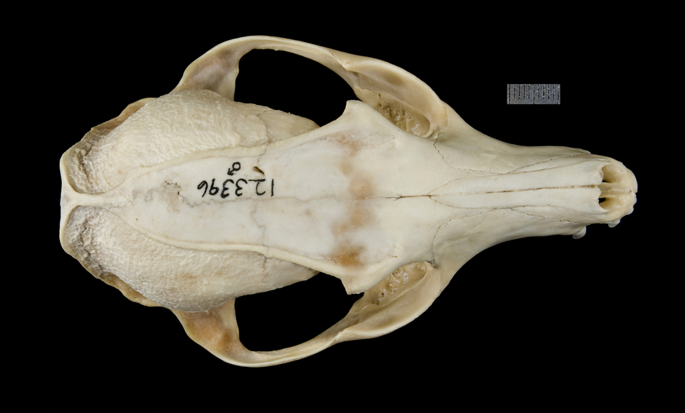 <p>alisphenoid canal, no lobed incisors</p>