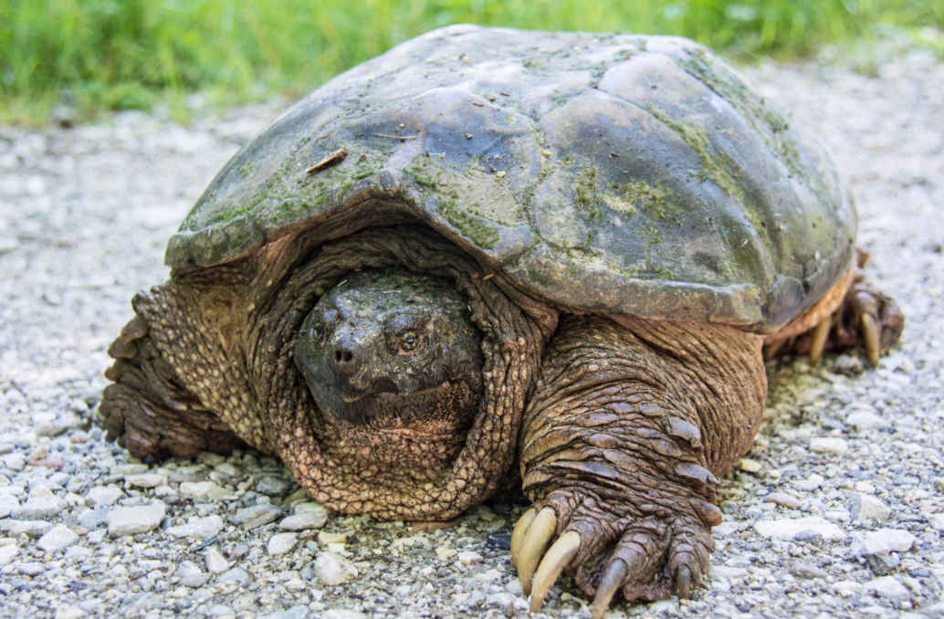 <p>Snapping turtle</p>