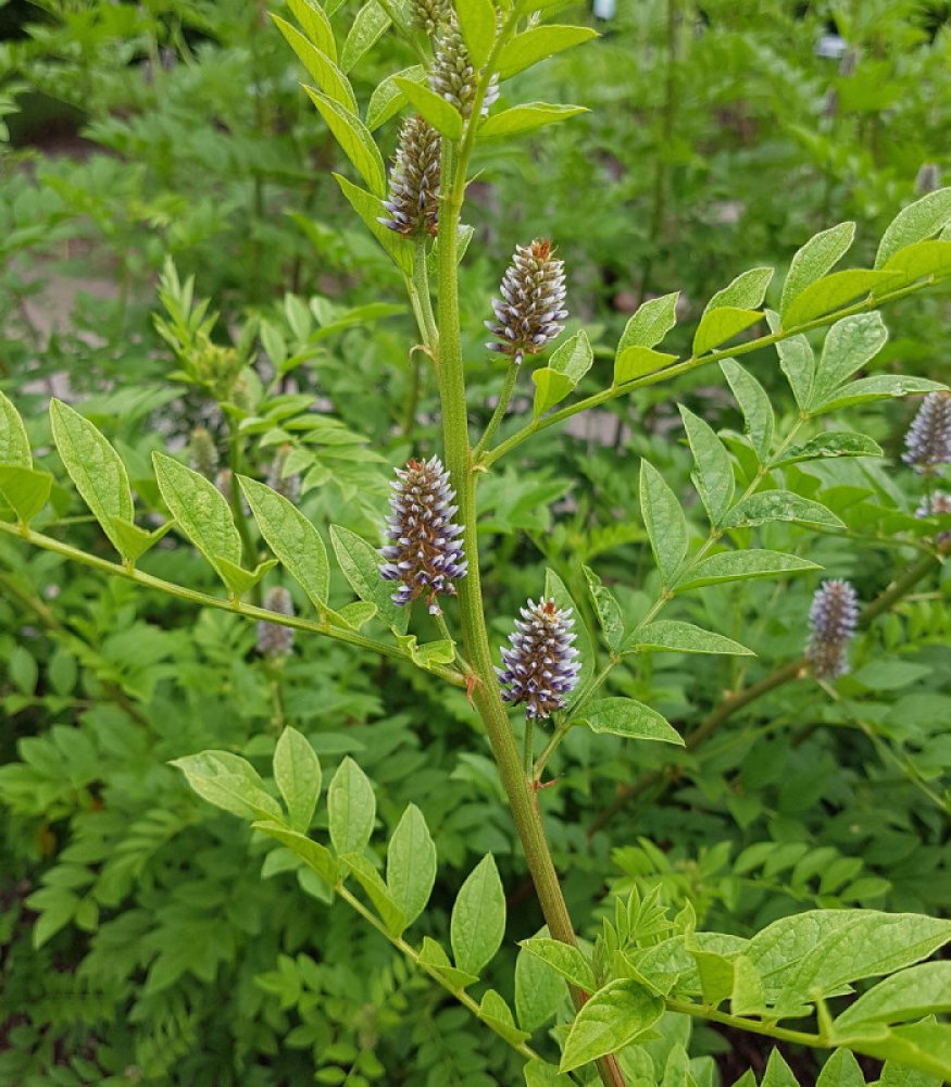 <p>glycyrrhiza glabra</p>