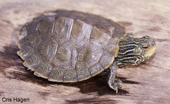 <p>A medium-sized, aquatic turtle (males 3.5 to 6.25; females 7.0 to 10.75 inches in length) having a low-keeled olive-green to brown carapace (upper shell) with intricate yellow lines, resembling roads or waterways on a map.   Yellowish lines, over dark green skin, occur on the head, neck, and limbs with a distinct yellow dot behind eye.   Plastron (lower shell) is light yellow, with brown borders along scutes (plates) in juveniles.  Males have longer, thicker tails, while females are larger with broad heads.</p>