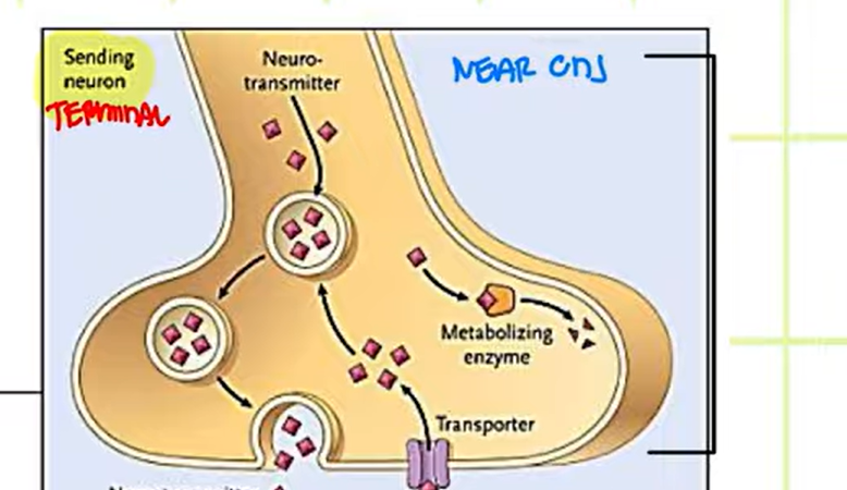<p><strong>(1) This part of the magnified synapse is called the?</strong></p><p>This is where the <em>synthesis, storage, and the release</em> of neurotransmitter take place.</p><ul><li><p>Contains enzymes (metabolism) and auto receptor</p></li></ul><p></p>