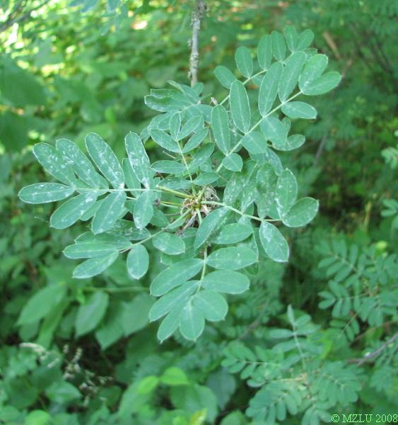 <p><span>čimišník stromovitý</span></p>