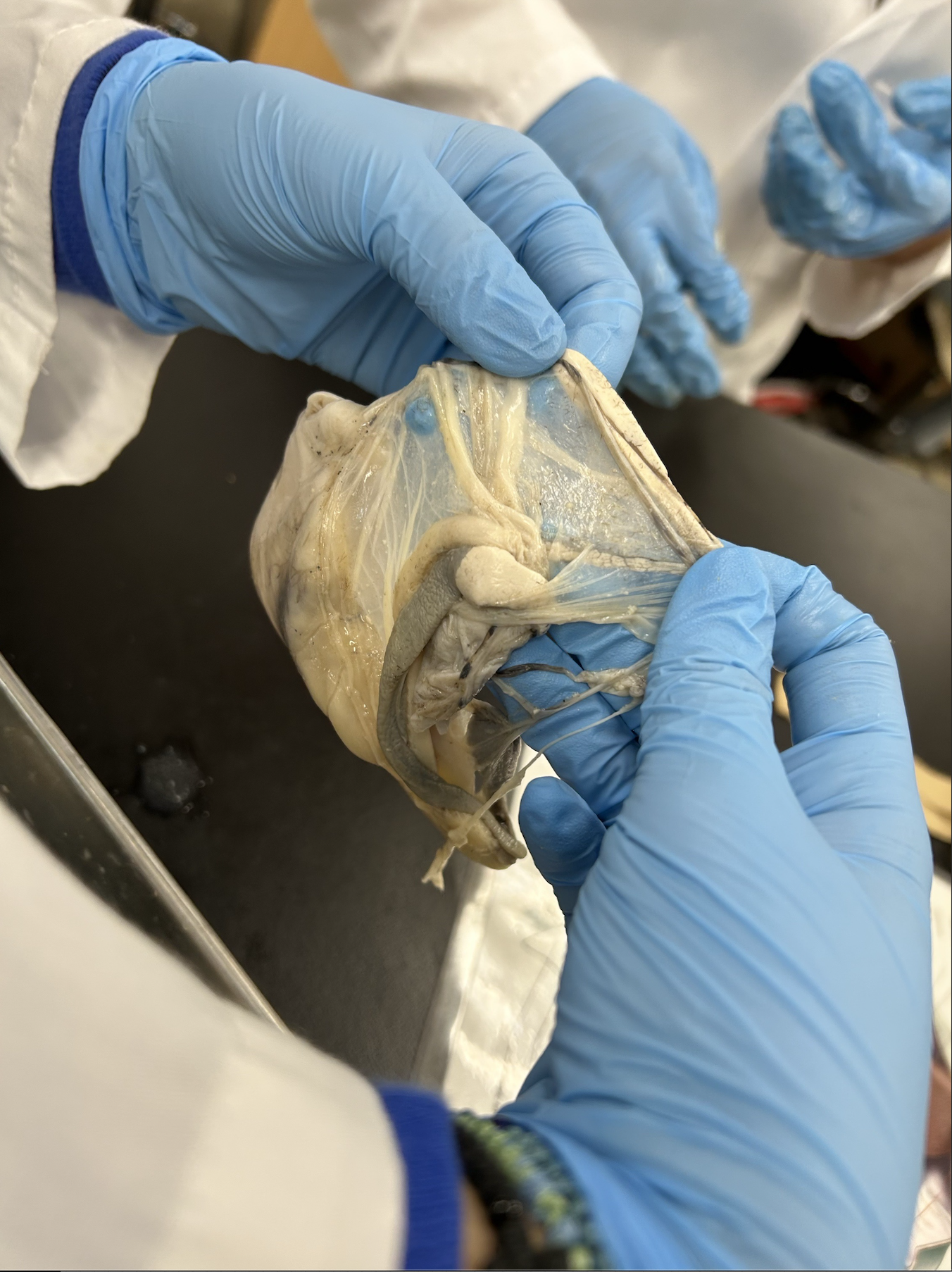 <p>what specimen is this?</p><p>identify the spleen and ovaries</p>