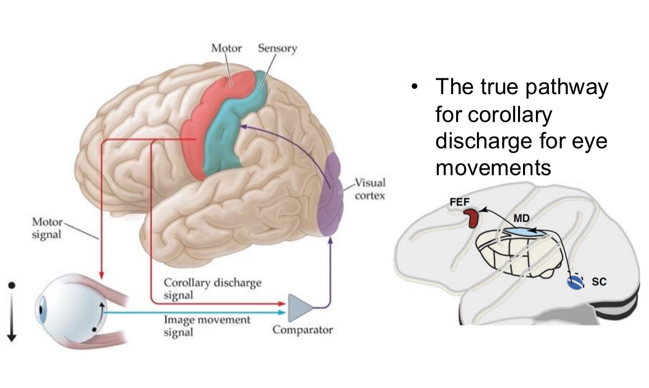 <ul><li><p><strong>Frontal Eye Field (FEF)</strong>&nbsp;sends a&nbsp;<strong>motor signal</strong>&nbsp;to the&nbsp;<strong>eye muscles</strong>&nbsp;to initiate movement.</p></li><li><p>At the same time, it sends a&nbsp;<strong>corollary discharge signal</strong>&nbsp;(also called an&nbsp;<strong>efference copy</strong>) to a&nbsp;<strong>comparator</strong>&nbsp;in the brain.</p></li><li><p>The&nbsp;<strong>comparator</strong>&nbsp;receives:</p><ul><li><p>The&nbsp;<strong>corollary discharge signal</strong>&nbsp;(predicting the eye movement).</p></li><li><p>The&nbsp;<strong>image movement signal</strong>&nbsp;from the&nbsp;<strong>visual cortex</strong>&nbsp;(actual sensory input).</p></li></ul></li><li><p>This allows the brain to distinguish between:</p><ul><li><p><strong>Motion caused by the world</strong>&nbsp;(external changes).</p></li><li><p><strong>Motion caused by your own eye movement</strong>&nbsp;(internal changes).</p></li></ul></li><li><p>Helps you&nbsp;<strong>ignore the blur</strong>&nbsp;that results from moving your own eyes</p></li></ul><p></p>