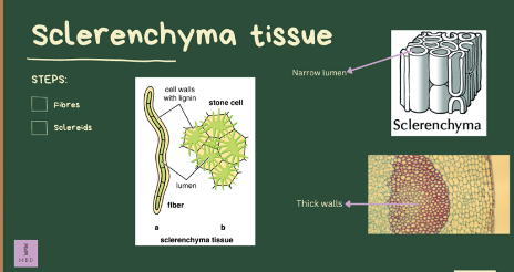 <ul><li><p>are long thin cells that form in thin sheets or in strands/bundles</p></li><li><p>located near the epidermis</p></li><li><p>these cells are used as another structural support </p></li></ul><p></p>