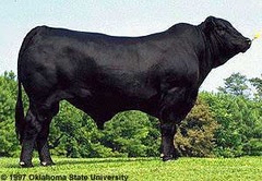 -Developed in US in 1949 (Brahman Angus mix)
-Black with hump (polled), medium to large size
-• Weather resistant, good maternal traits, late maturity
-Registered brangus must be 3/8 brahman and 5/8 angus.