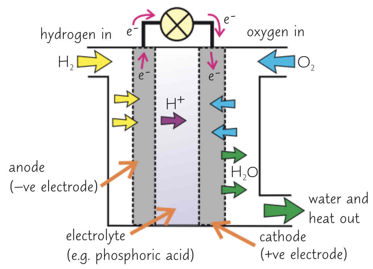 <ul><li><p>electrical cell supplied with an external fuel source (e.g. hydrogen) and oxygen/air</p></li><li><p>the fuel is oxidised electrochemically within the fuel cell to produce a potential difference </p></li></ul><p></p><p>(pictured: a hydrogen fuel cell)</p>