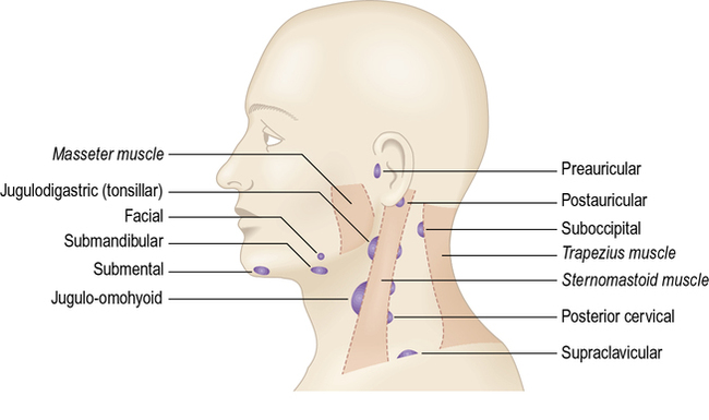 <p>1) preauricular</p><p>2) post auricular</p><p>3) occipital</p><p>4) submental </p><p>5) submandibular</p>