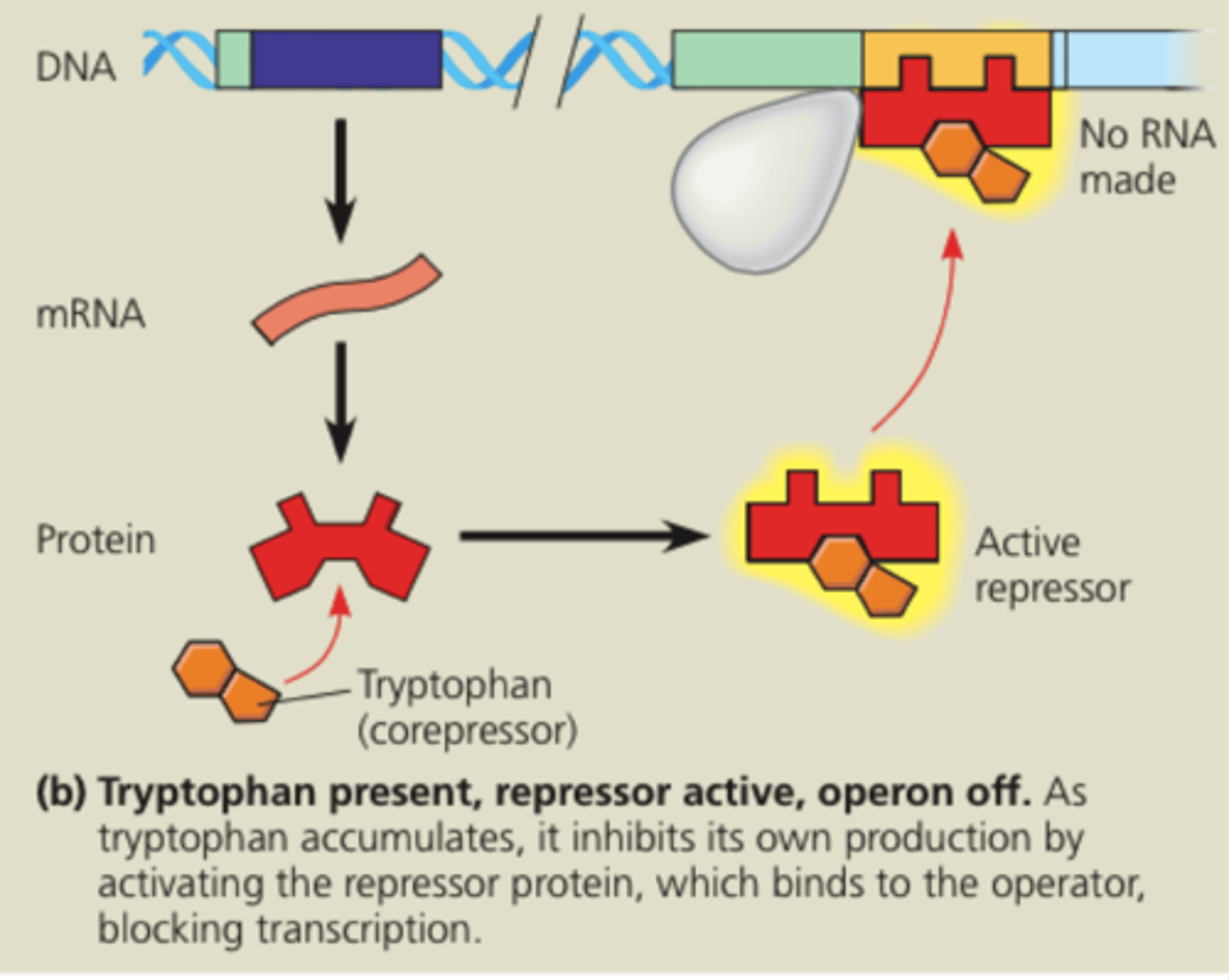 <p>Operon off-As tryptophan accumulates it inhibits its own production by activating the repressor protein which binds to the operator blocking transcription. Enzymes for tryptophan synthesis are not made.</p>