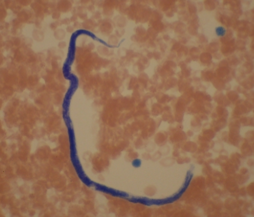 term image