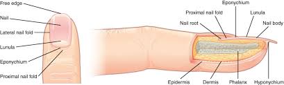 <p>part of the nail that is lodged deep in the epidermis from which the nail grows</p>