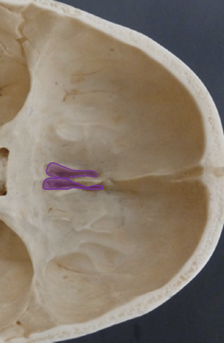 <p>the holes in the cribriform plate</p>