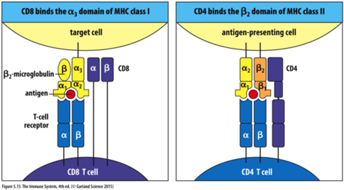 <p>molecule found on T-cells. receptor for HIV.</p>